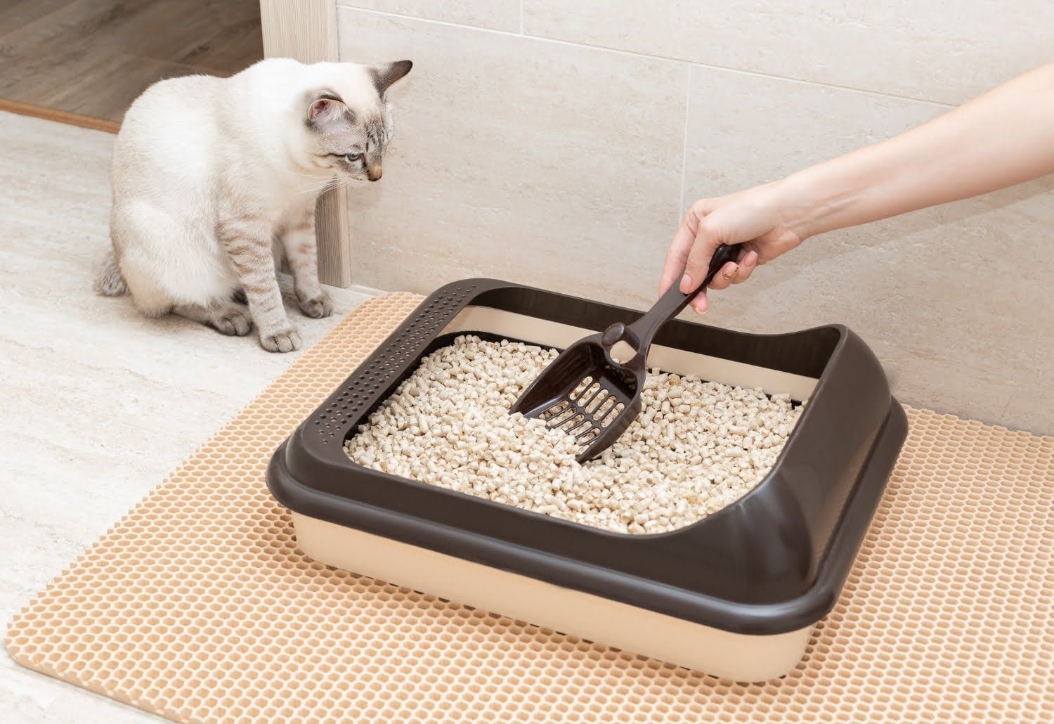 Arenero de gato / gatos - caja de arena / dónde colocar el arenero