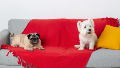 Perro en el sofá / amante de los animales
