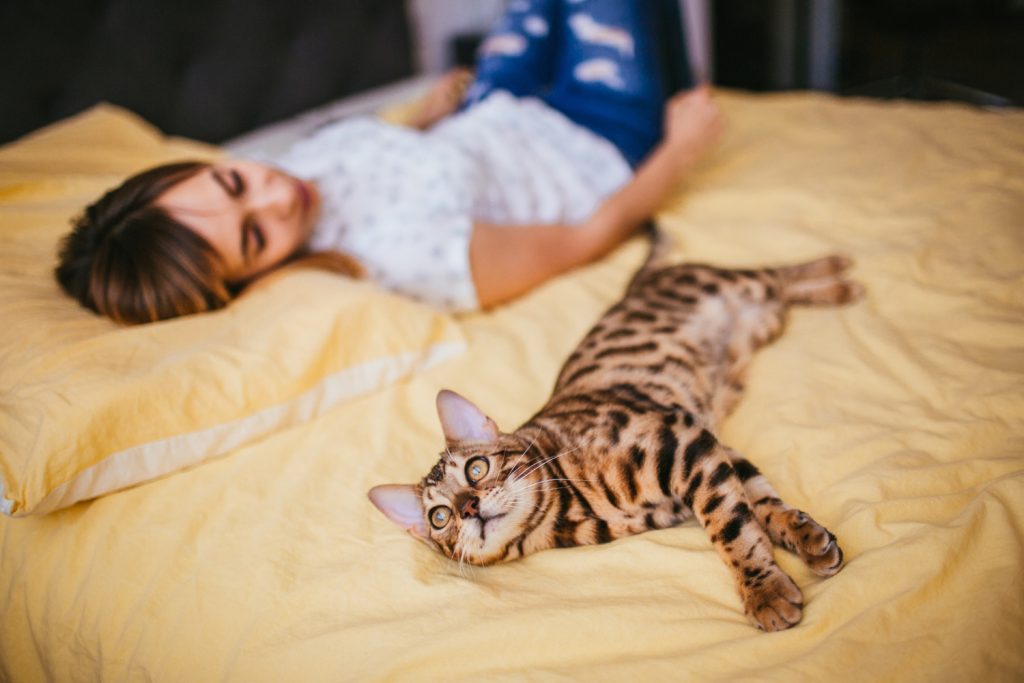 Dormir con gatos / gato
