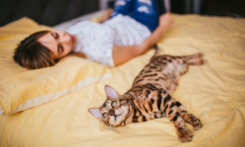 Dormir con gatos / gato / dormir con las mascotas
