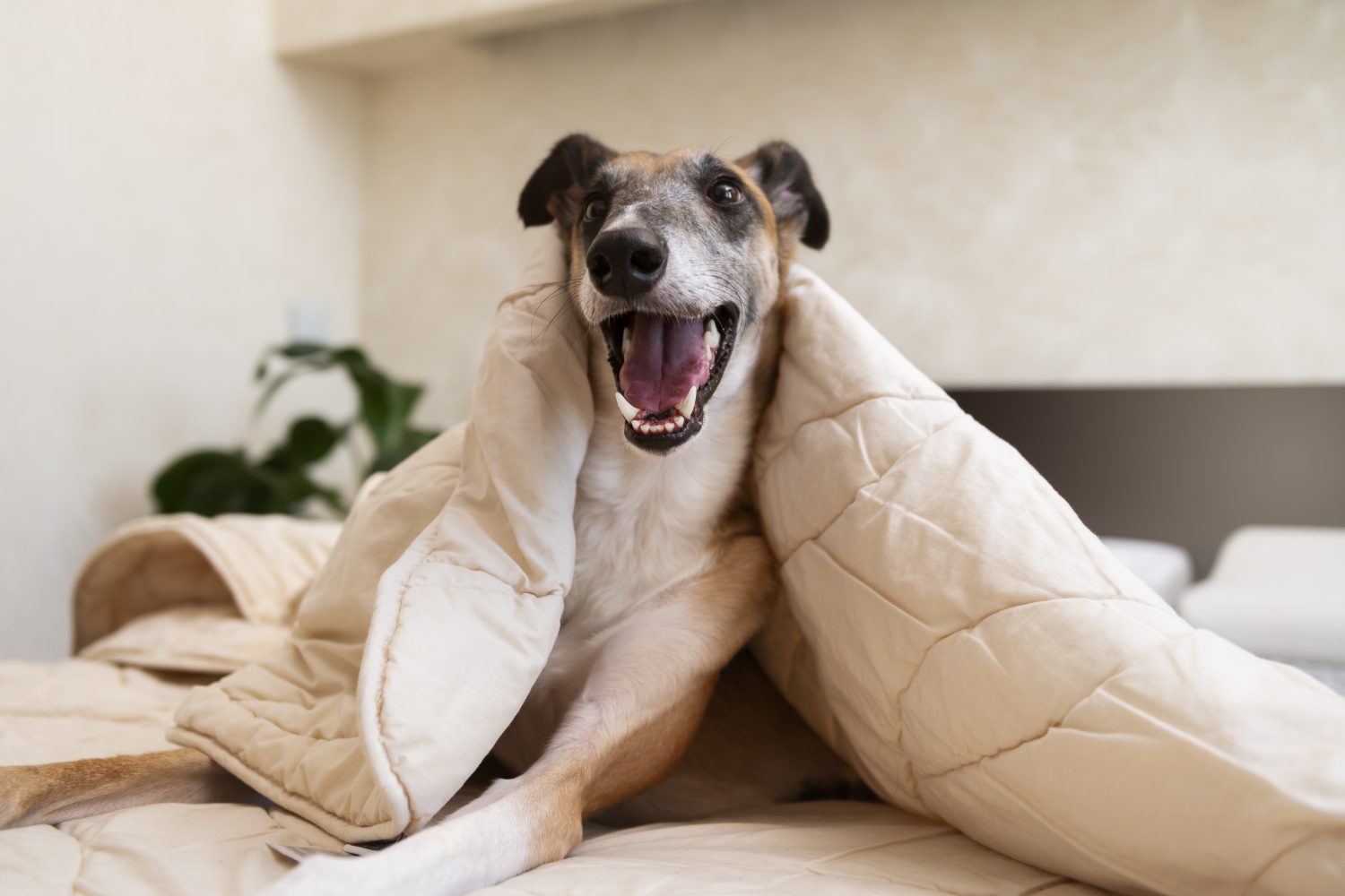perros debajo de la cama / problemas dentales de los perros