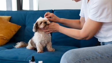 Limpiar las orejas a los perros