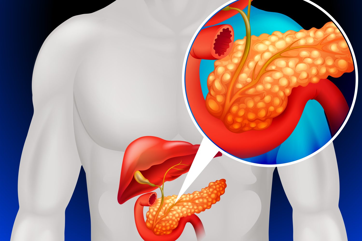 ilustración del páncreas en el cuerpo humano