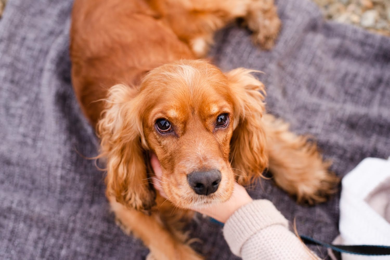 perro / perros - eliminar los pelos de perro de camas, muebles y pisos / perros pequeños