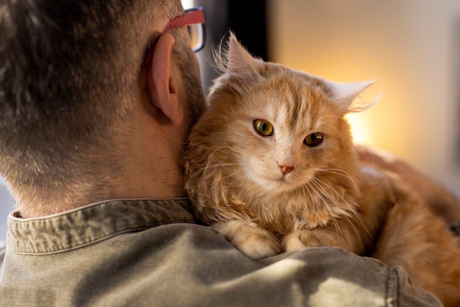 gatos / dueños de gatos / gato / pelos de gato en la ropa