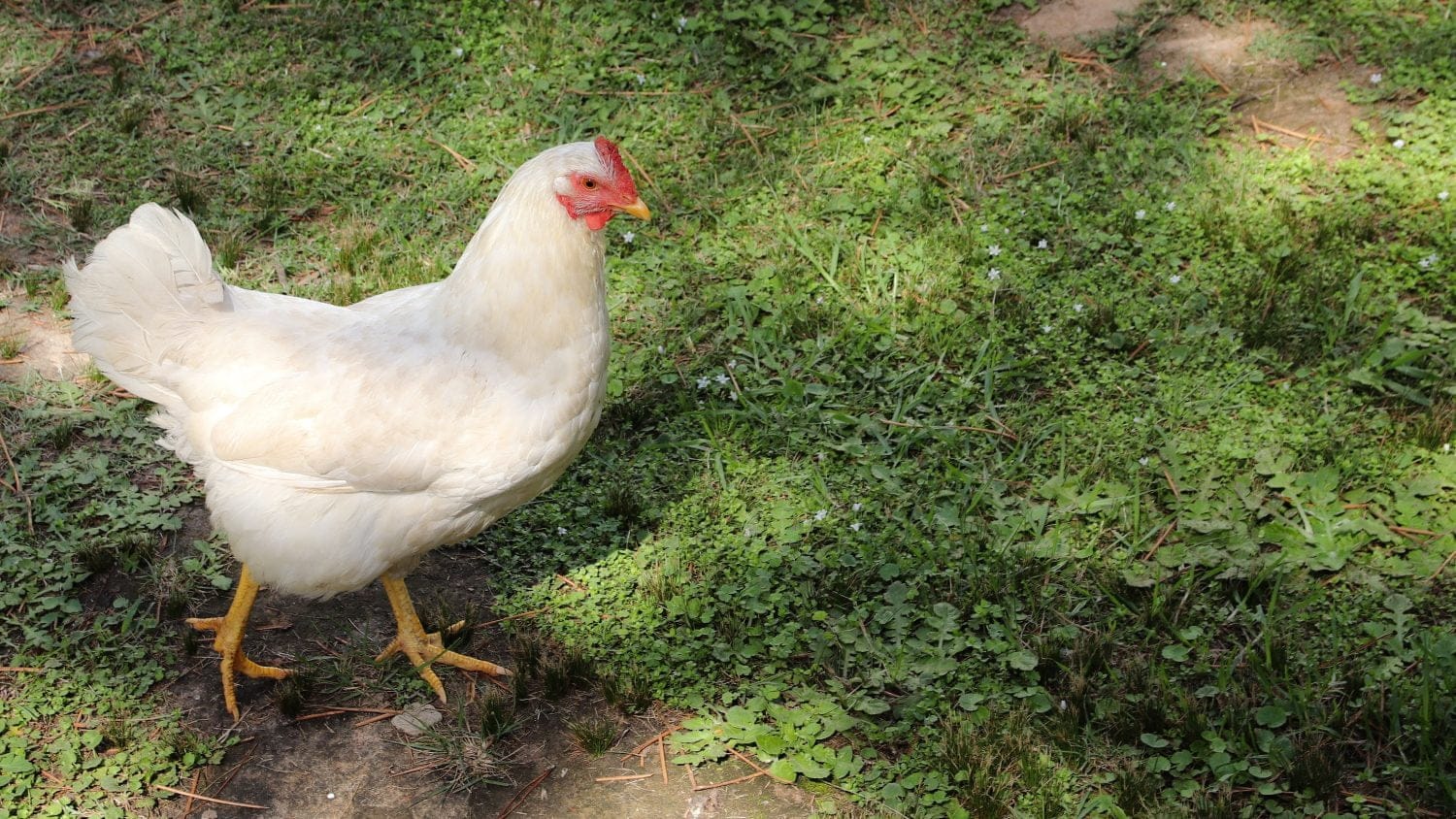 gallinas que más ponen huevos