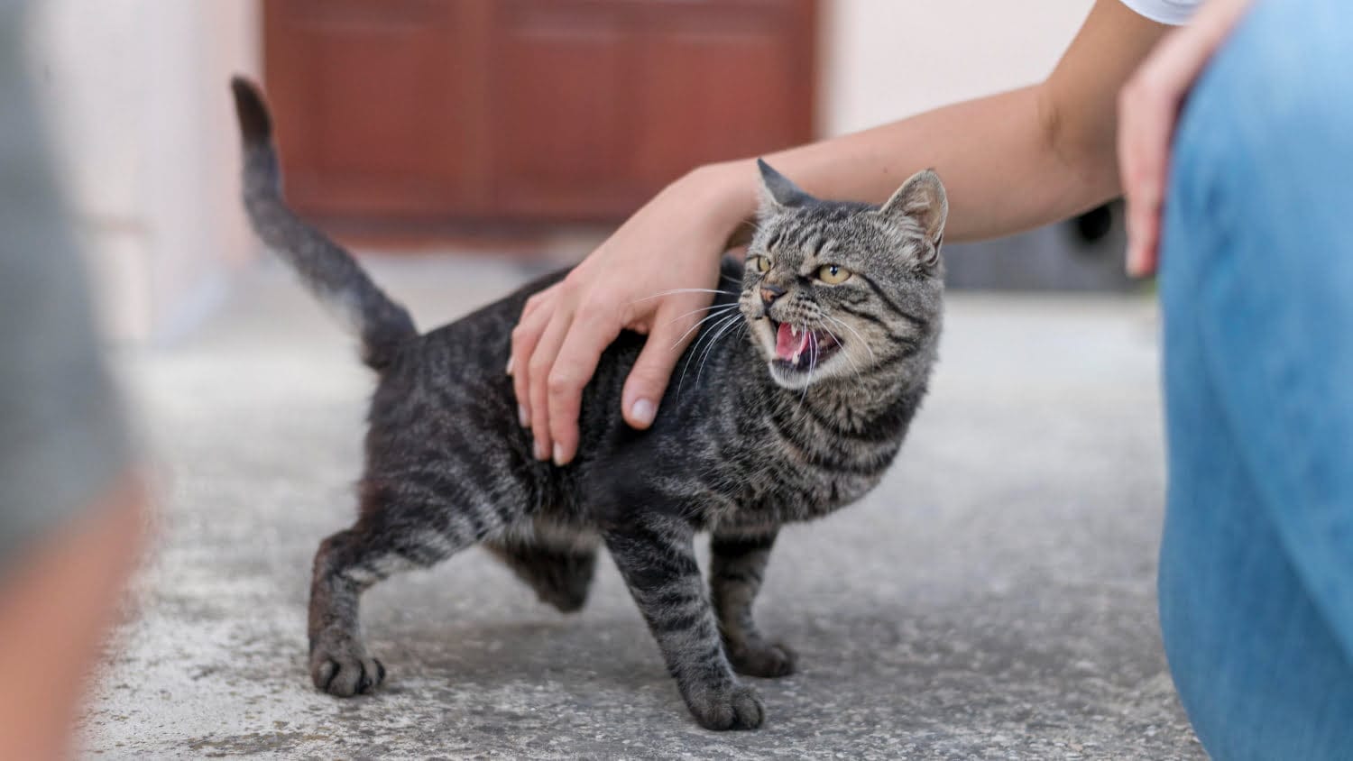 gatos