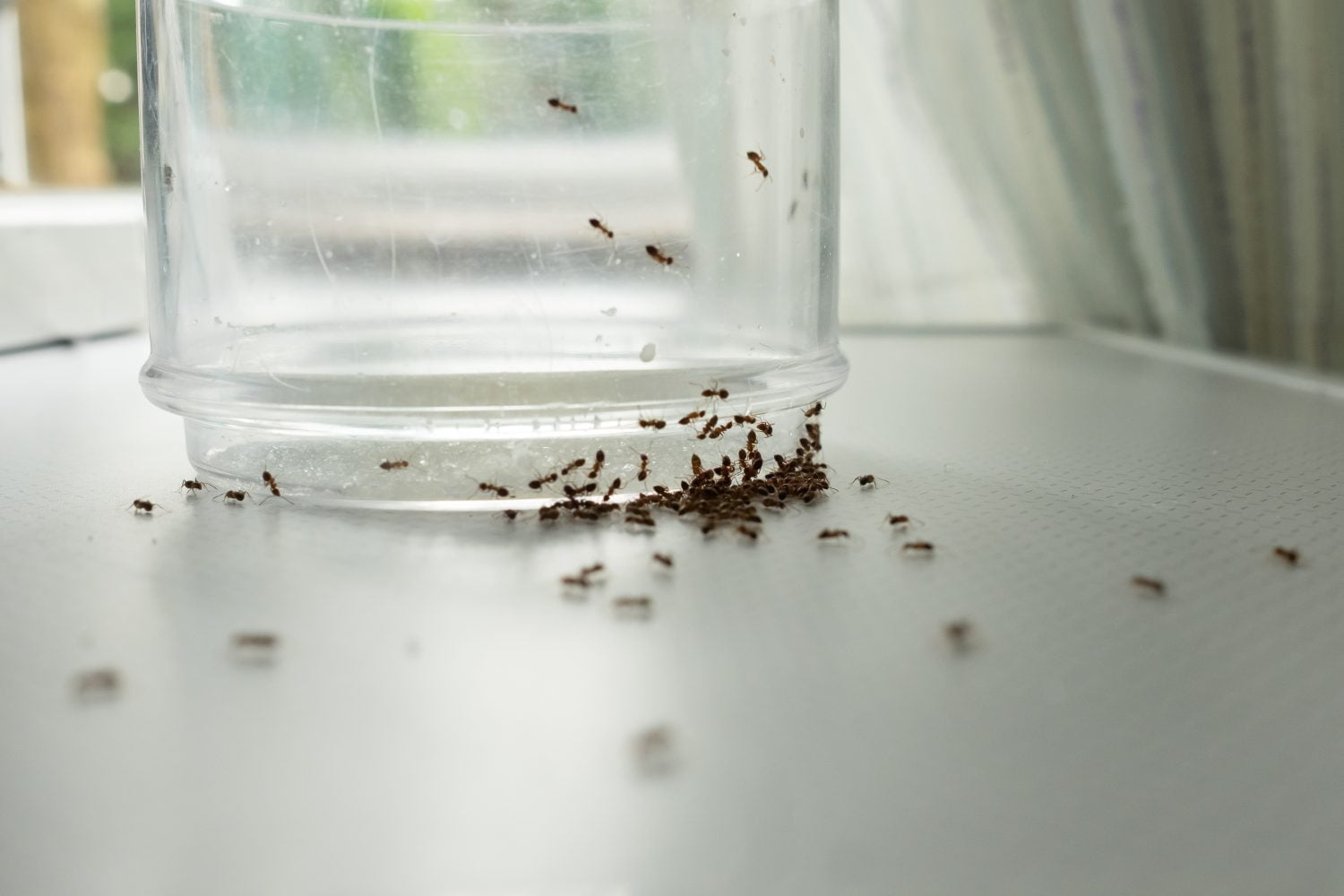 Cómo hacer una trampa casera para las hormigas