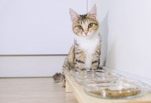 Los 10 alimentos que debes evitar darle a tu gato
