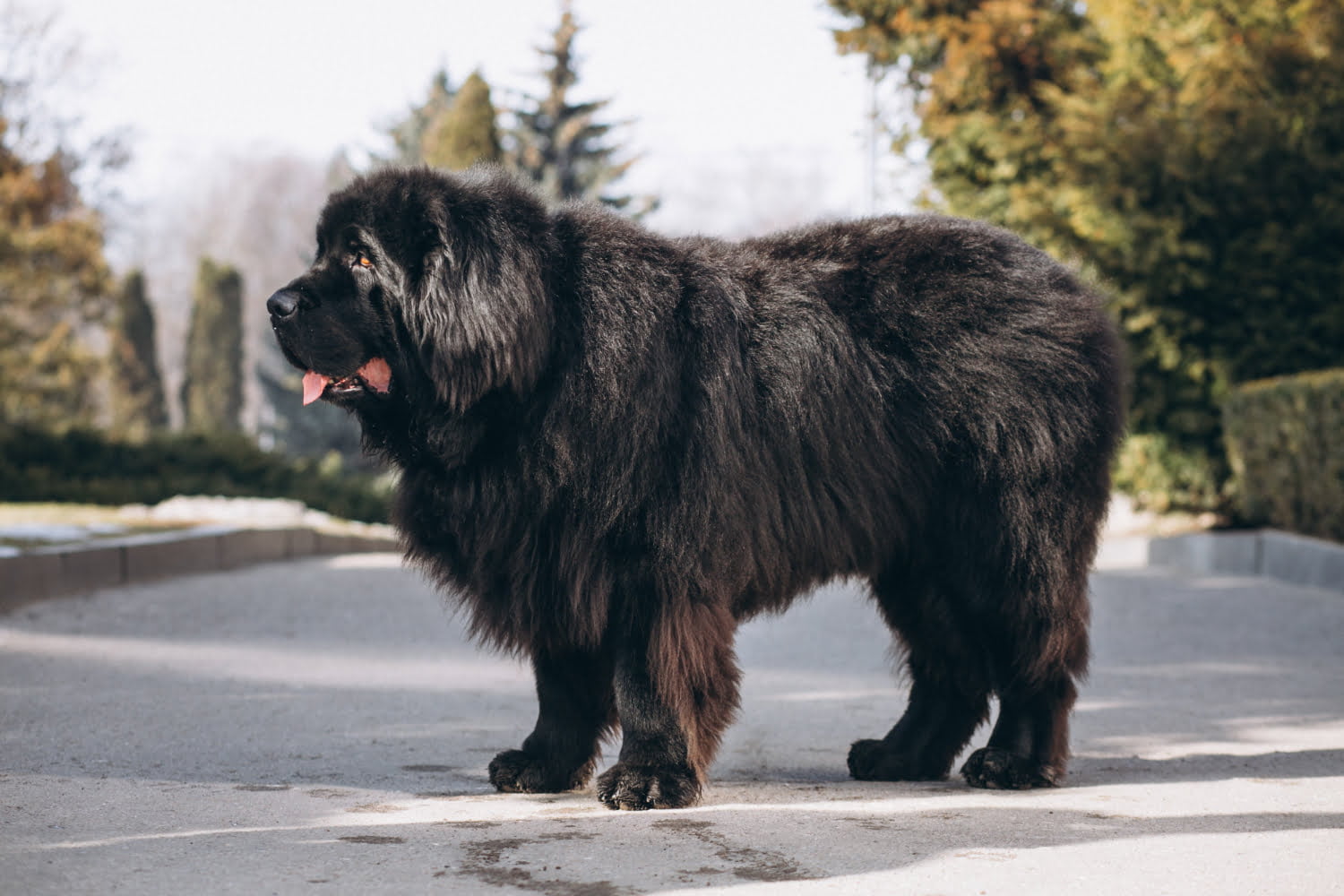 可以家养的大型犬有哪些（适合家养的大型犬排名） – 碳资讯