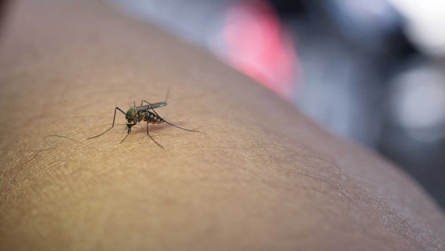 La ciencia detrás de por qué los mosquitos me eligen